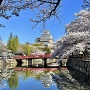 天守と満開桜