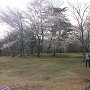 松岡城址の桜