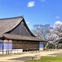 大書院と満開桜