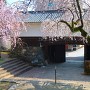 大垣城 東門と枝垂桜