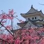 大垣城 天守と陽光桜