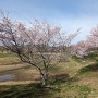 桜と守谷城址公園