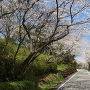 歴史民俗資料館下の桜並木