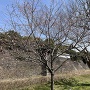 桜の木越しに見る富士見多門