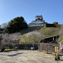 本丸広場より、掛川城天守と桜