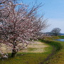 二の丸の桜と東側水堀