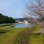 二の丸の桜と南側水堀
