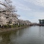 小田原城　満開の桜と学橋