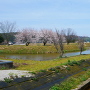 東側水堀と二の丸の桜