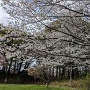曲輪の桜