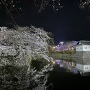ライトアップされた夜桜の風景