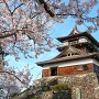 丸岡城と桜