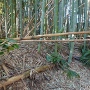 竹藪に遺る土塁