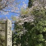 碑と桜
