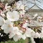 桜の一番櫓
