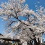 古館公園の桜