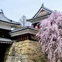 櫓門前のしだれ桜