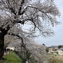 堀と土塁上の桜