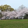 本丸の桜