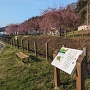 水堀跡と桜