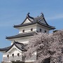 三階櫓と桜の共演