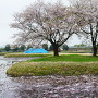 右郭の桜と花筏