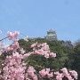 岐阜城天守閣と桜