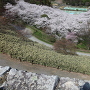 本丸跡から見下ろす桜