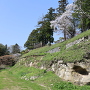 海食崖と桜