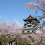 桜満開の犬山城天守