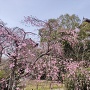 枝垂れ桜と天守