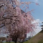 桜と清明台