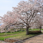春の備中高松城跡公園