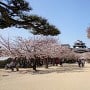 天守桜の季節