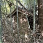 竹藪の中に埋もれてる神社