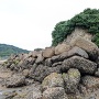 島の東側の石垣