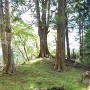 北畠氏館跡庭園の大杉