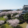 竹崎城展望台と桜[提供：太良町観光協会]