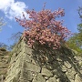 石垣と桜