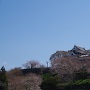 桜に囲まれる大洲城天守
