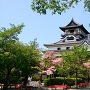 桜咲く犬山城