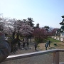 桜まつりと雪山と城