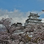 桜が似合う白鷺城