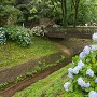 岐阜城 総構 堀と紫陽花