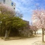 隅櫓跡の桜