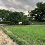 二の丸北東土塁の高瀬の大木