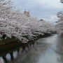 桜まつり❗️