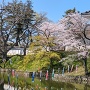 東櫓と桜と鯉のぼり