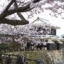 早咲きの桜と