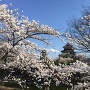 松本城と桜